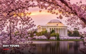 Washington D.C. under the cherry blossoms. Part of the tour packages at Eyre.